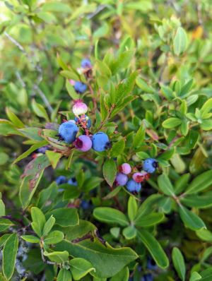 Blueberry bush at Butter Pot Provincial Park, Newfoundland St. John's to Bonavista