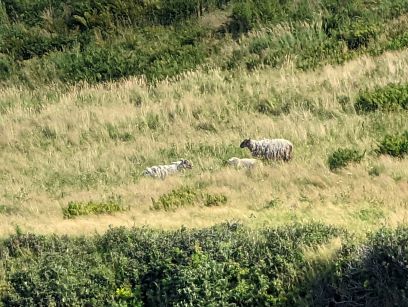 Sheep grazing in Gros Morne National Park