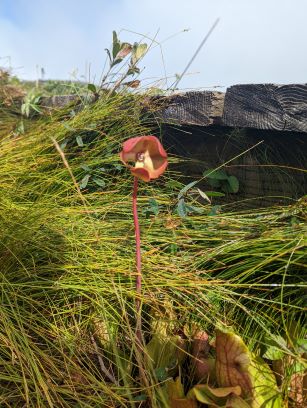 pitcher plant