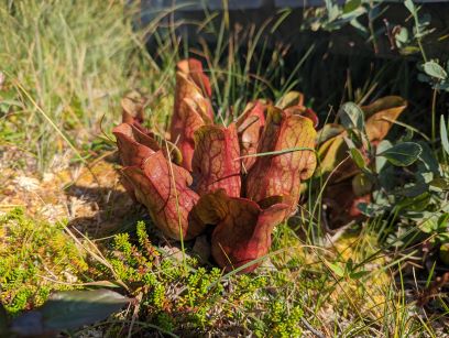 pitcher plant