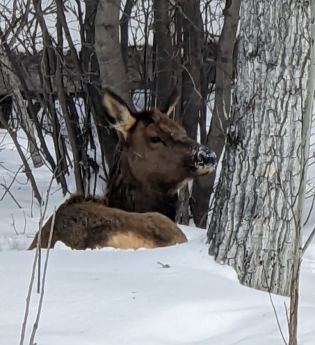 Baby Elk Prince Albert National Park Saskatchewan Canada