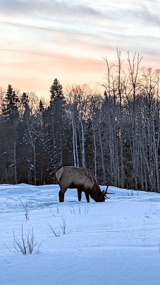 Elk in Prince Albert National Park