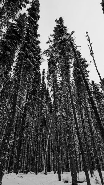 Boundary Bog Trail, Prince Albert National Park, Saskatchewan, Canada