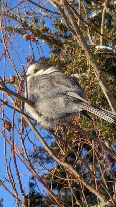 Canada Jay, Prince Albert National Park, Saskatchewan, Canada