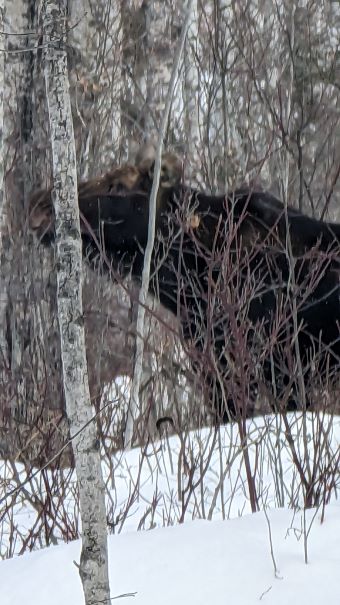 Moose Big Lake Saskatchewan Canada