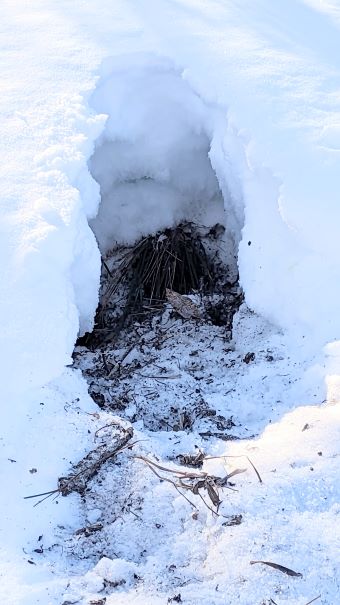 Porcupine Hiding from Winter, Spuce River Highlands Trail