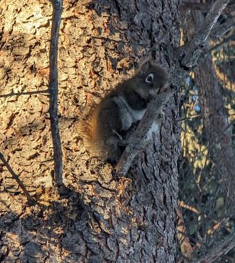 Red Squirrel on the Mud Creek Trail