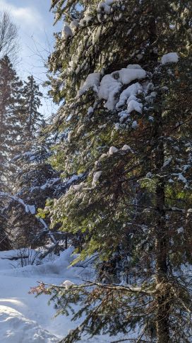 treebeard hiking trail Prince Albert National Park, Saskatchewan, Canada